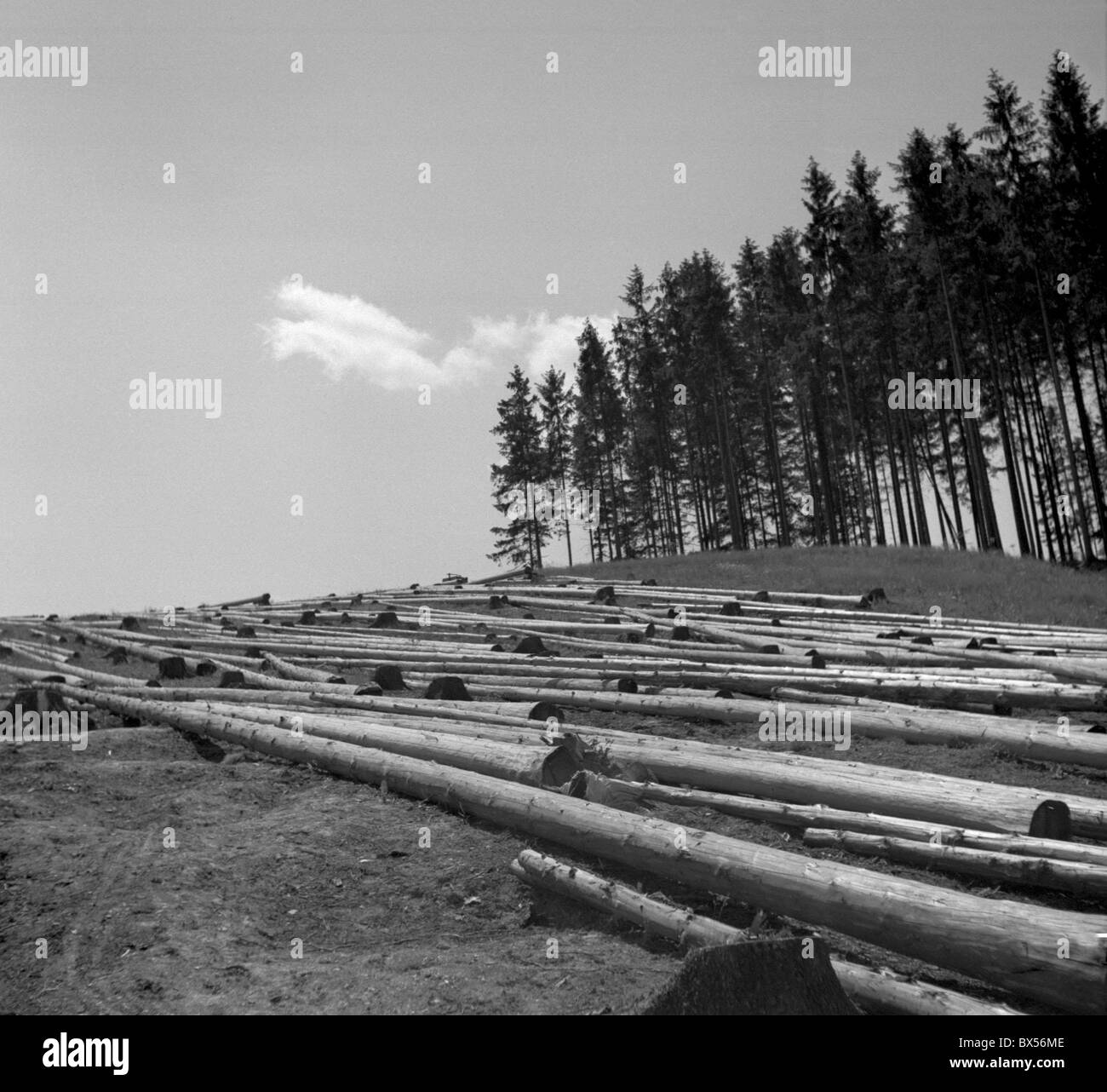 Tschechoslowakei 1946, entrindet Fichte, die Bäume für den Transport zu warten. Stockfoto