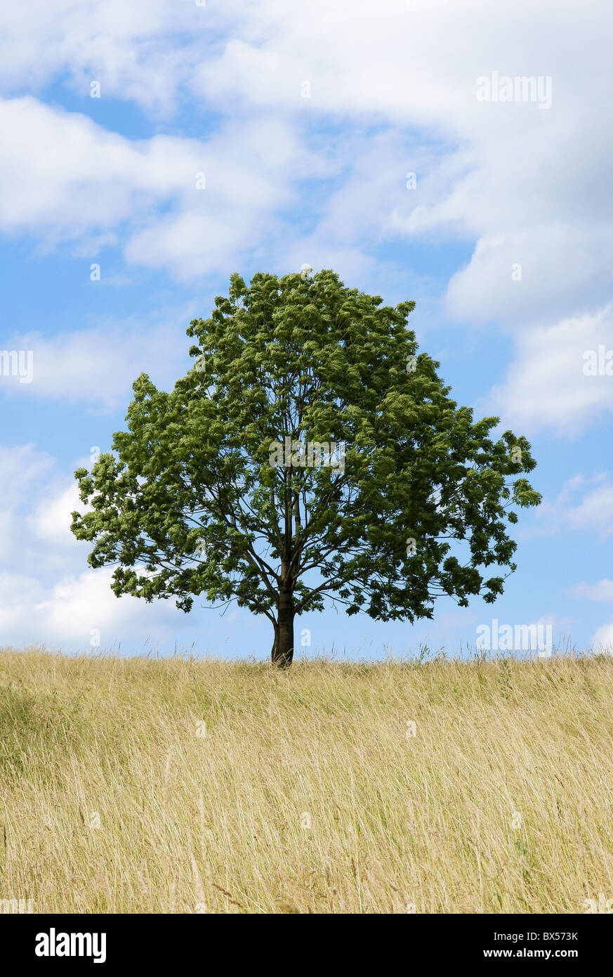 Einsamer Baum auf Sommer Wiese und blauer Himmel Stockfoto