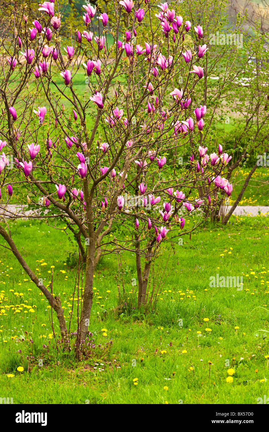 Magnolie in Blüte Stockfoto