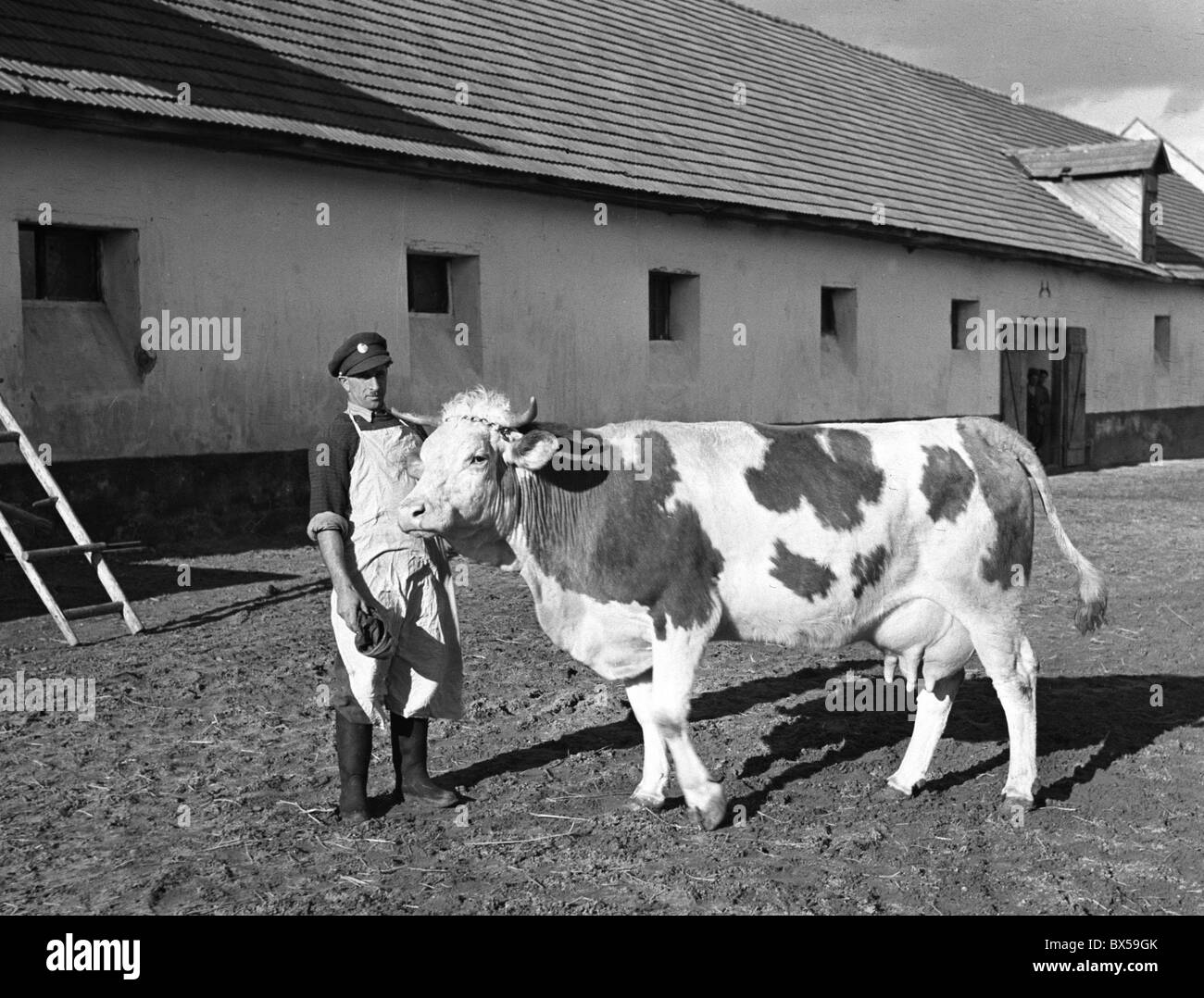 verstaatlicht Bauernhaus, Kuh Stockfoto