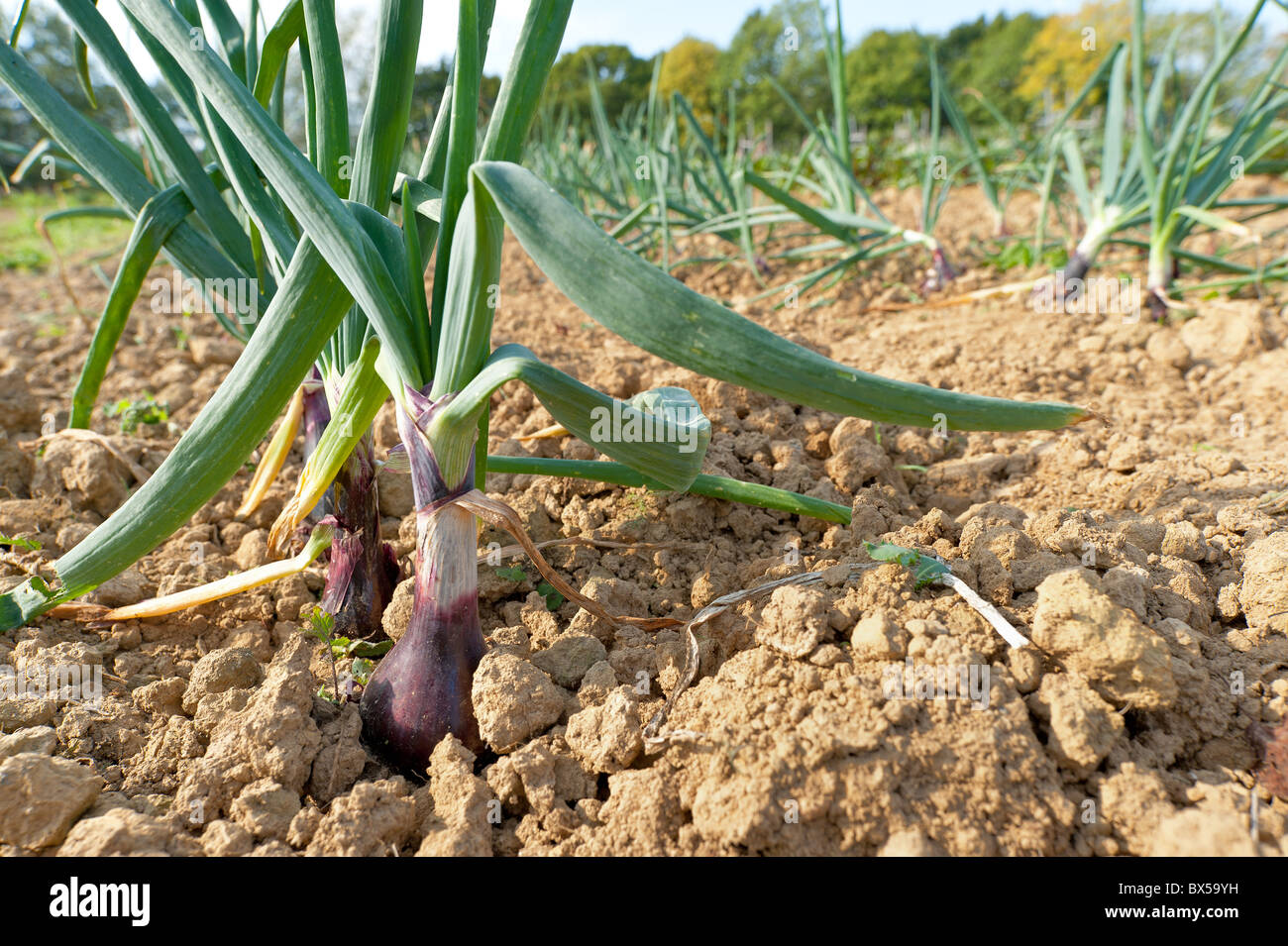 Zwiebeln - Allium Spp Ernte bereit für die Ernte und Herbst Ernte in regelmäßigen Reihen Stockfoto