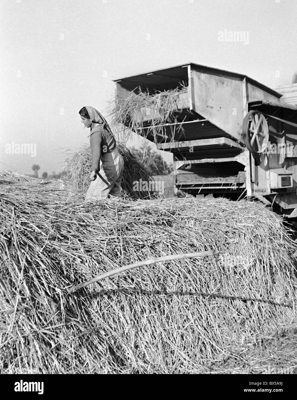 Tschechoslowakei - Kolarov Slowakei 1949.  Geernteten Reis wird zur Dreschmaschine zur Bearbeitung geladen. CTK Vintage Photo Stockfoto