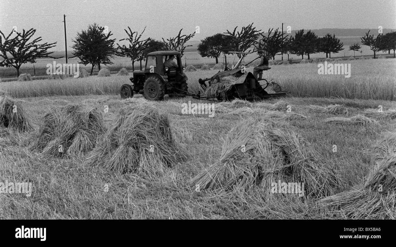 Weizenernte, Mähdrescher, United Landw. Genossenschaft Stockfoto