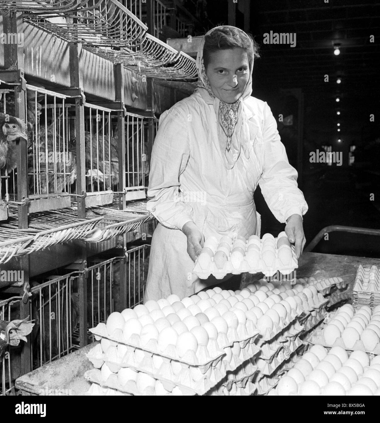 Arbeitnehmerin sammelt frische Eiern von Hühnern in Stadice, Tschechoslowakei 1960. (CTK Foto / Josef Mucha) Stockfoto