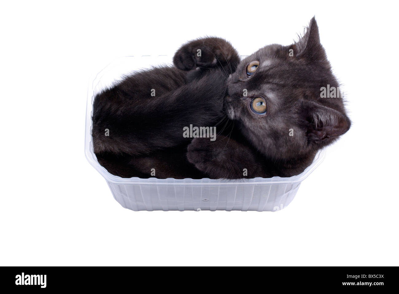 Entzückende schwarze Kitty mag Kunststoffboxen isoliert auf weißem Hintergrund. Stockfoto