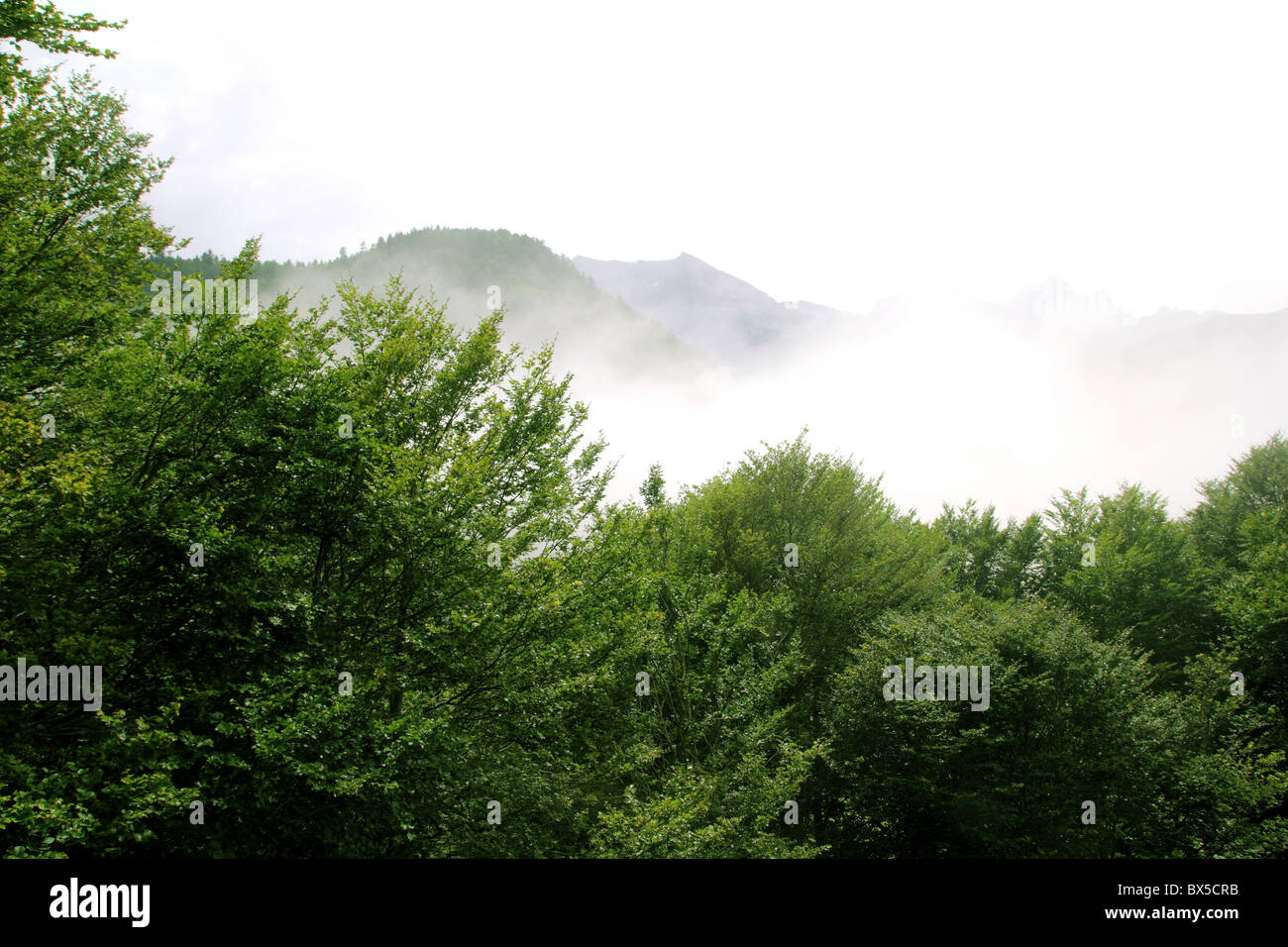 nebligen Berge Wald Nebel Landschaften Naturlandschaft Stockfoto