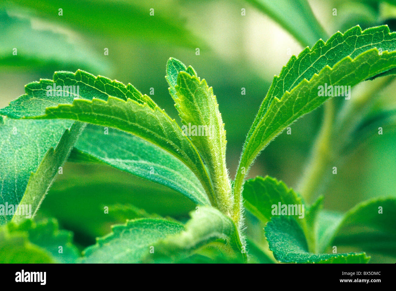 "Rebaudiana" Steviapflanze, natürlicher Süßstoff, Stockfoto