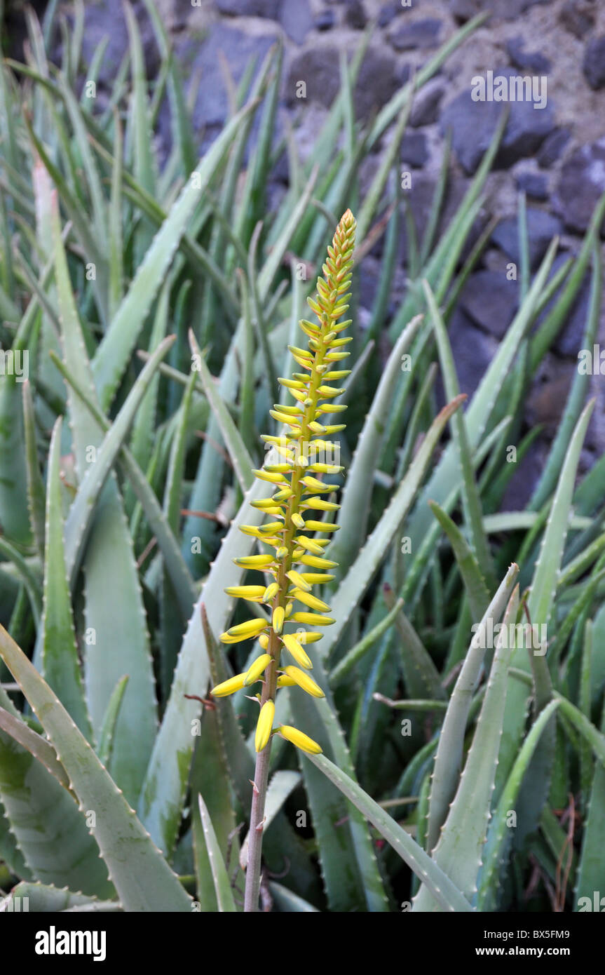 Gelbe Blüte der Aloe-Pflanze Stockfoto
