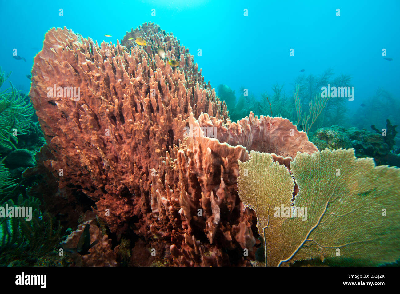Schwämme am Korallenriff vor der Küste von Roatan Honduras Stockfoto