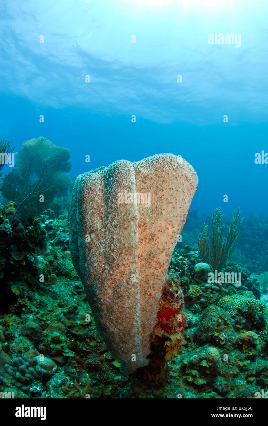 Vase Schwamm am Korallenriff vor der Küste von Roatan Honduras Stockfoto