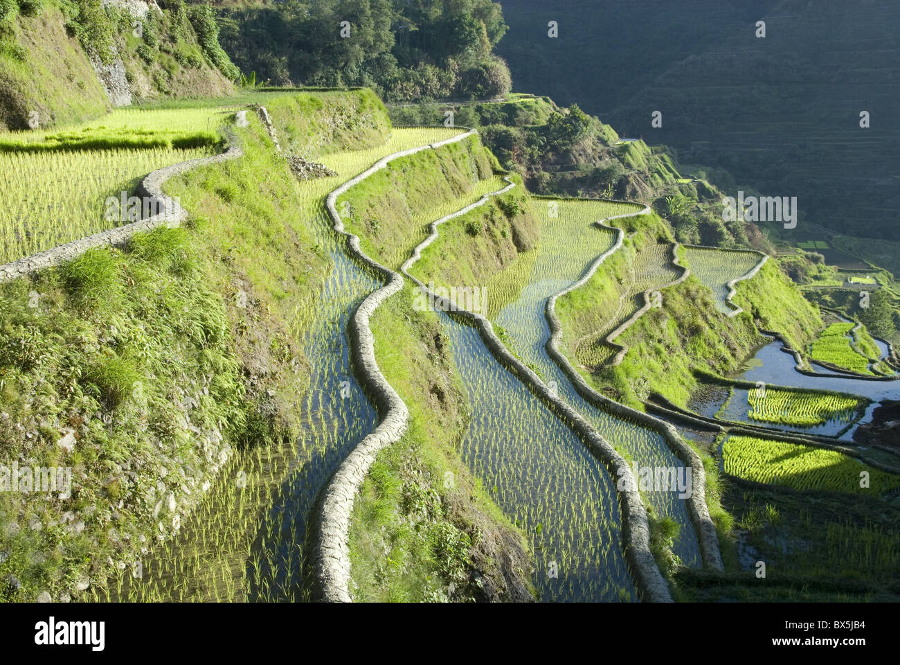 Schlamm-von Mauern umgebene Reisterrassen von Banaue der Ifugao Kultur, UNESCO-Weltkulturerbe, Cordillera, Luzon, Philippinen Stockfoto