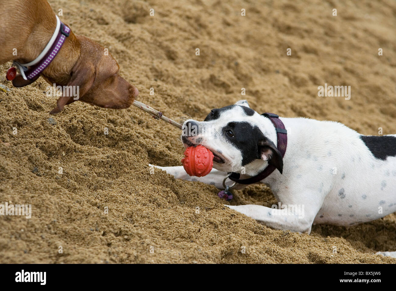 zwei Hunde mit einem Spielzeug spielen Stockfoto