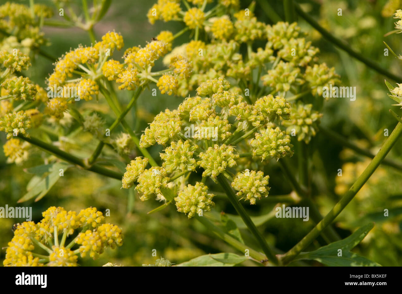 Fenchel-Blume Stockfoto