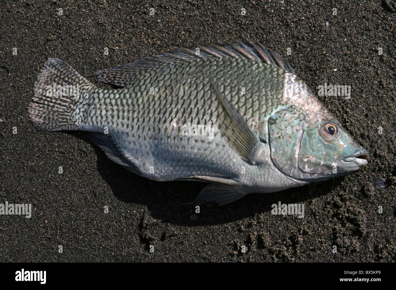 TilapiaFisch von den lokalen Fischern auf See Chamo, Äthiopien