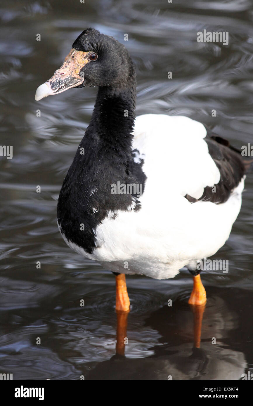 Magpie Goose Anseranas Semipalmata stehend im Wasser genommen bei Martin bloße WWT, Lancashire UK Stockfoto