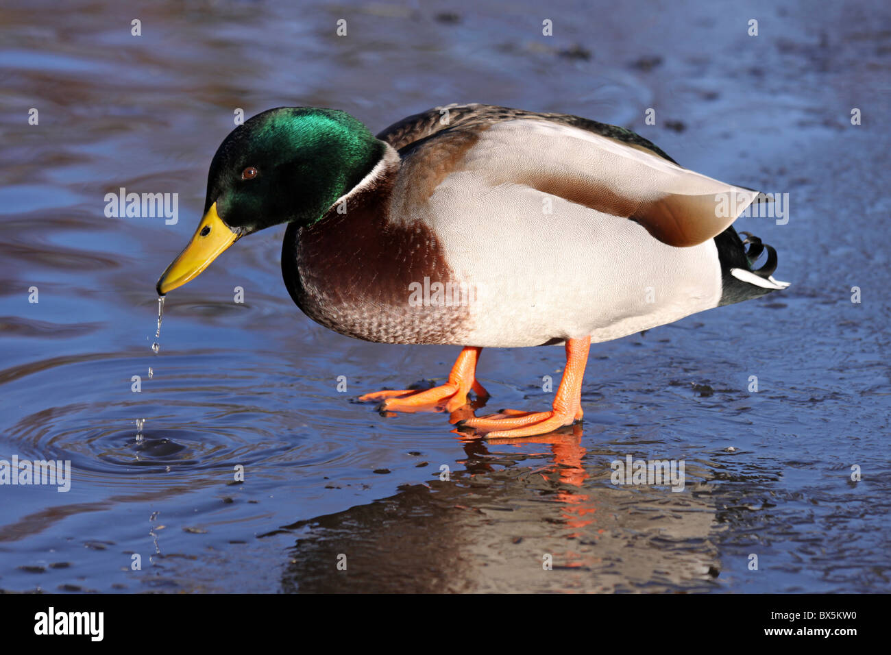 Männliche Stockente Anas Platyrhynchos trinken am Rand von Eis bei Martin bloße WWT, Lancashire UK Stockfoto