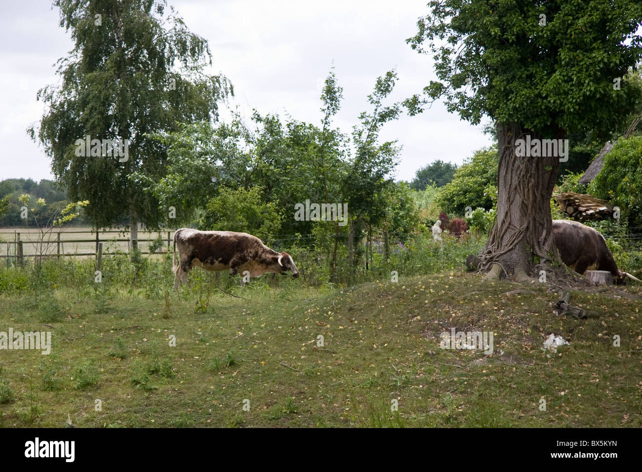 Lange Hornvieh in einem Feld in Suffolk England Stockfoto