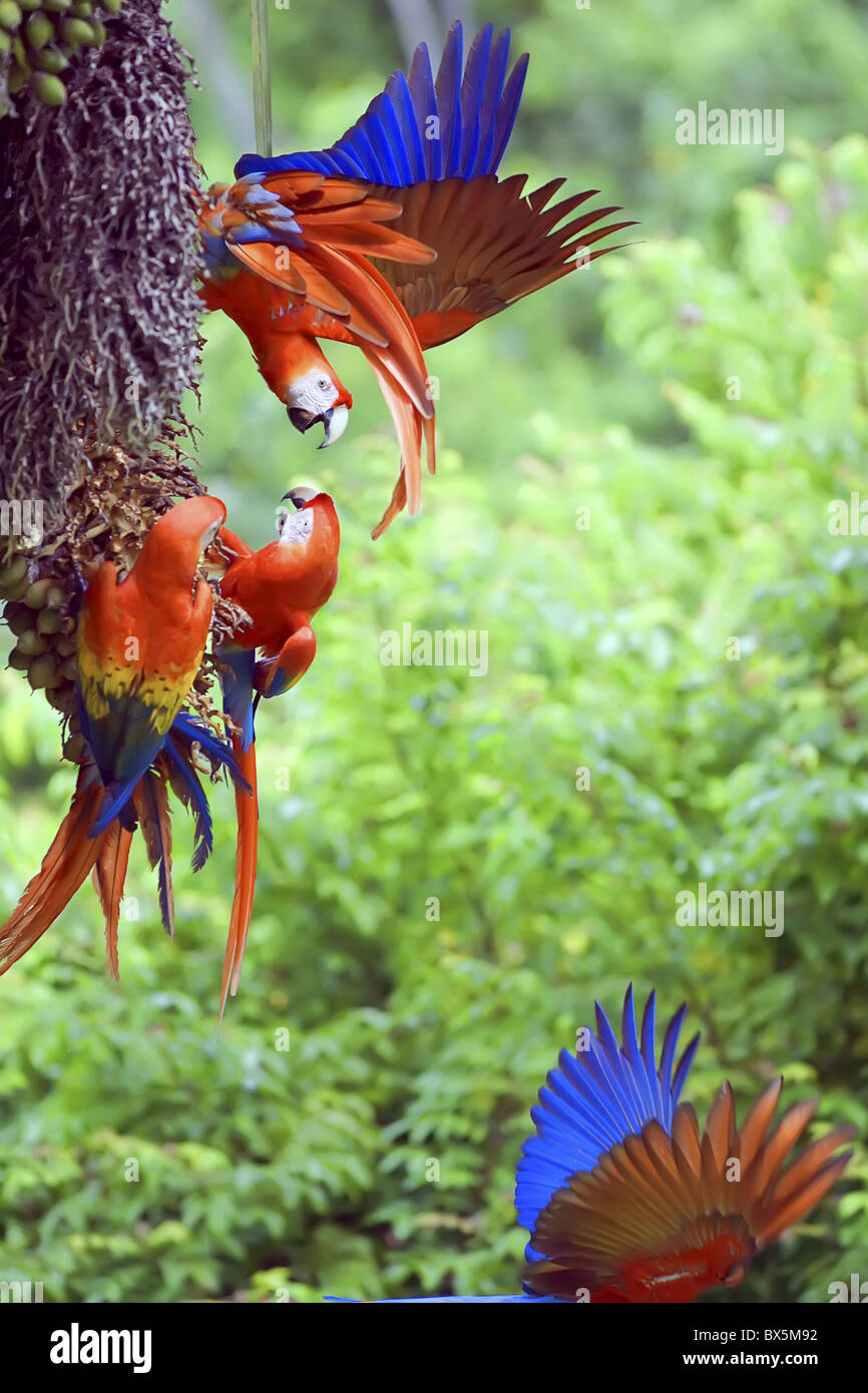 Rote Aras (Ara Macao) streiten, Corcovado Nationalpark, Osa Halbinsel, Costa Rica, Mittelamerika Stockfoto