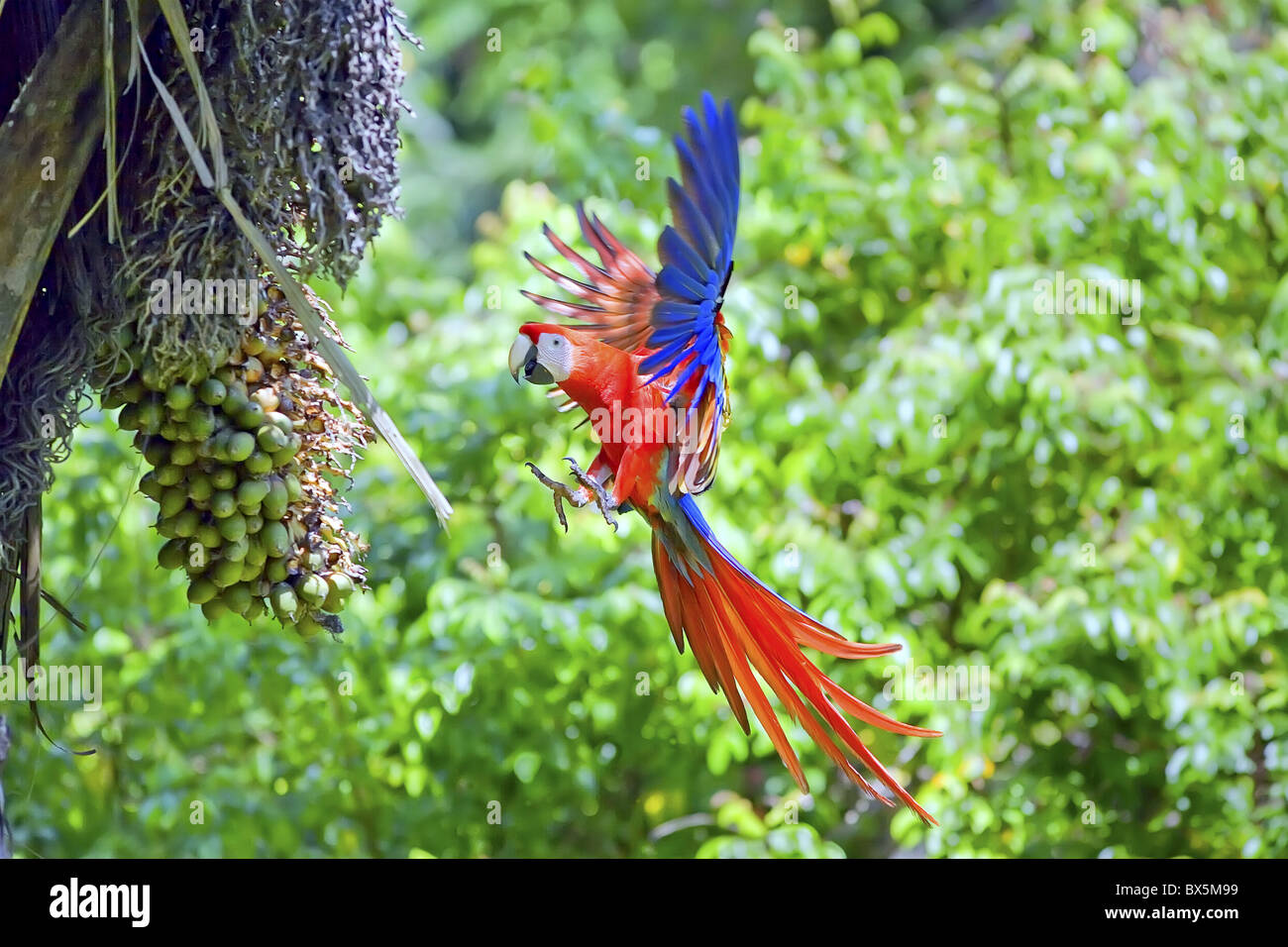 Rote Aras (Ara Macao) im Flug, Corcovado Nationalpark, Osa Halbinsel, Costa Rica, Mittelamerika Stockfoto