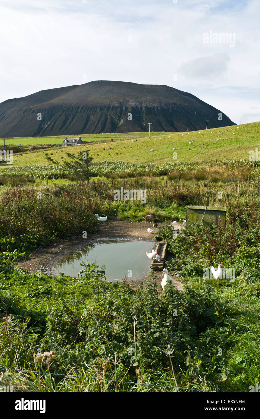 dh HOY ORKNEY Ententeich mit weißen Enten und Hühner Ward Hill Stockfoto