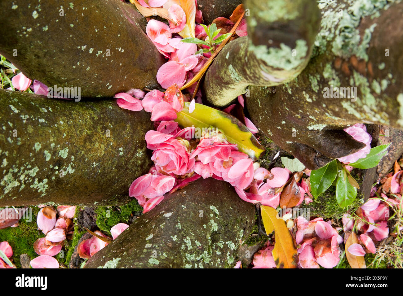 Gefallenen rosa Blumen und Blütenblätter gefangen an der Unterseite der Bäume in La Toja Galizien Spanien Stockfoto