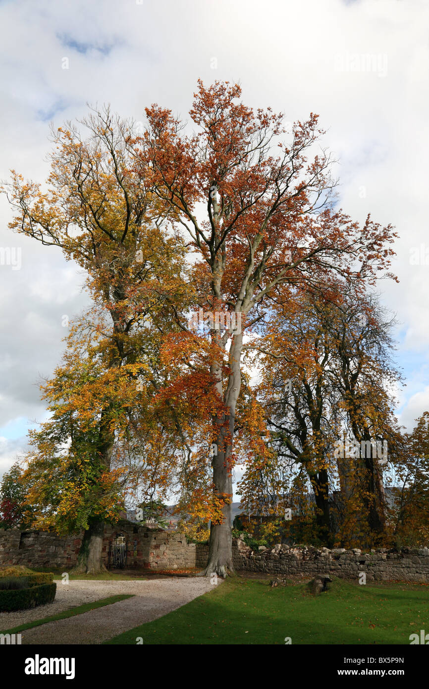 Herbstfärbung in Schloss Park Ruthin Denbighshire Nord-Wales Stockfoto