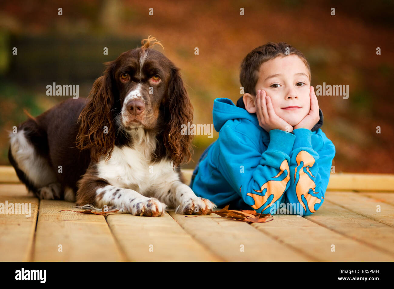 ein Junge und sein Hund Springer spaniel Stockfoto