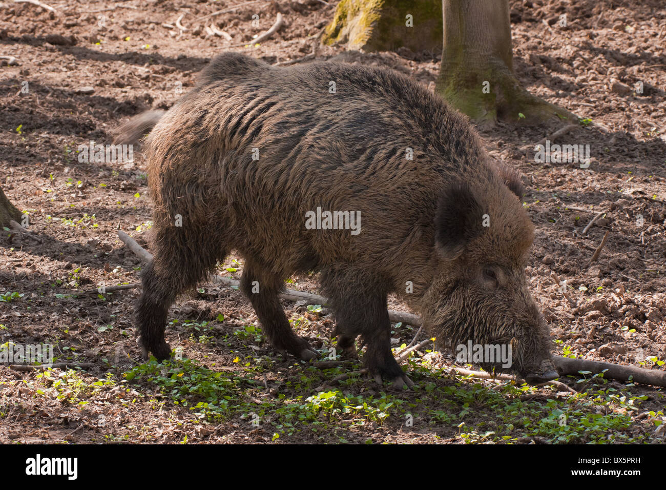 Wildschwein-Fütterung im Wald Stockfoto