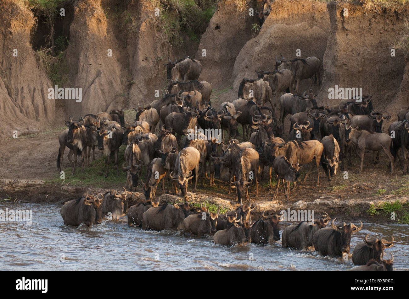 Gnus Mara Fluss überquert, während der jährlichen Migration, Masai Mara, Kenia, Ostafrika, Afrika Stockfoto
