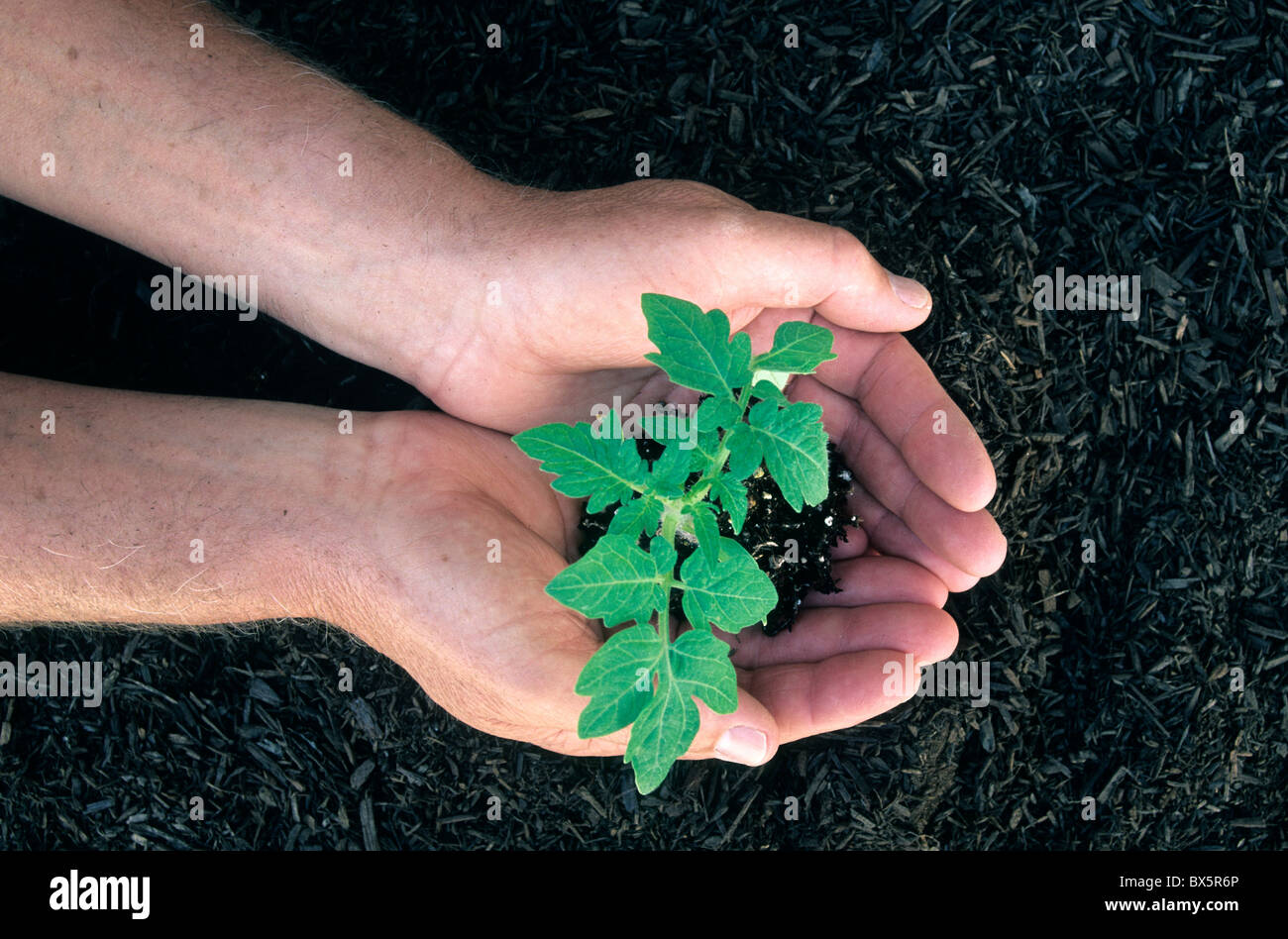 Hände halten jung "Tomatenpflanze ', Stockfoto