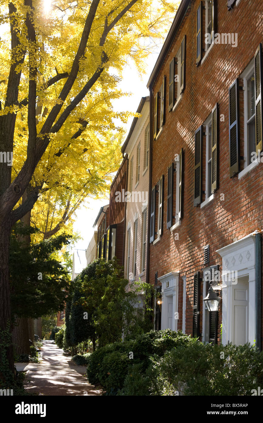Ginkgo-Bäume säumen die Straße im Herbst, Georgetown, Washington, DC Stockfoto