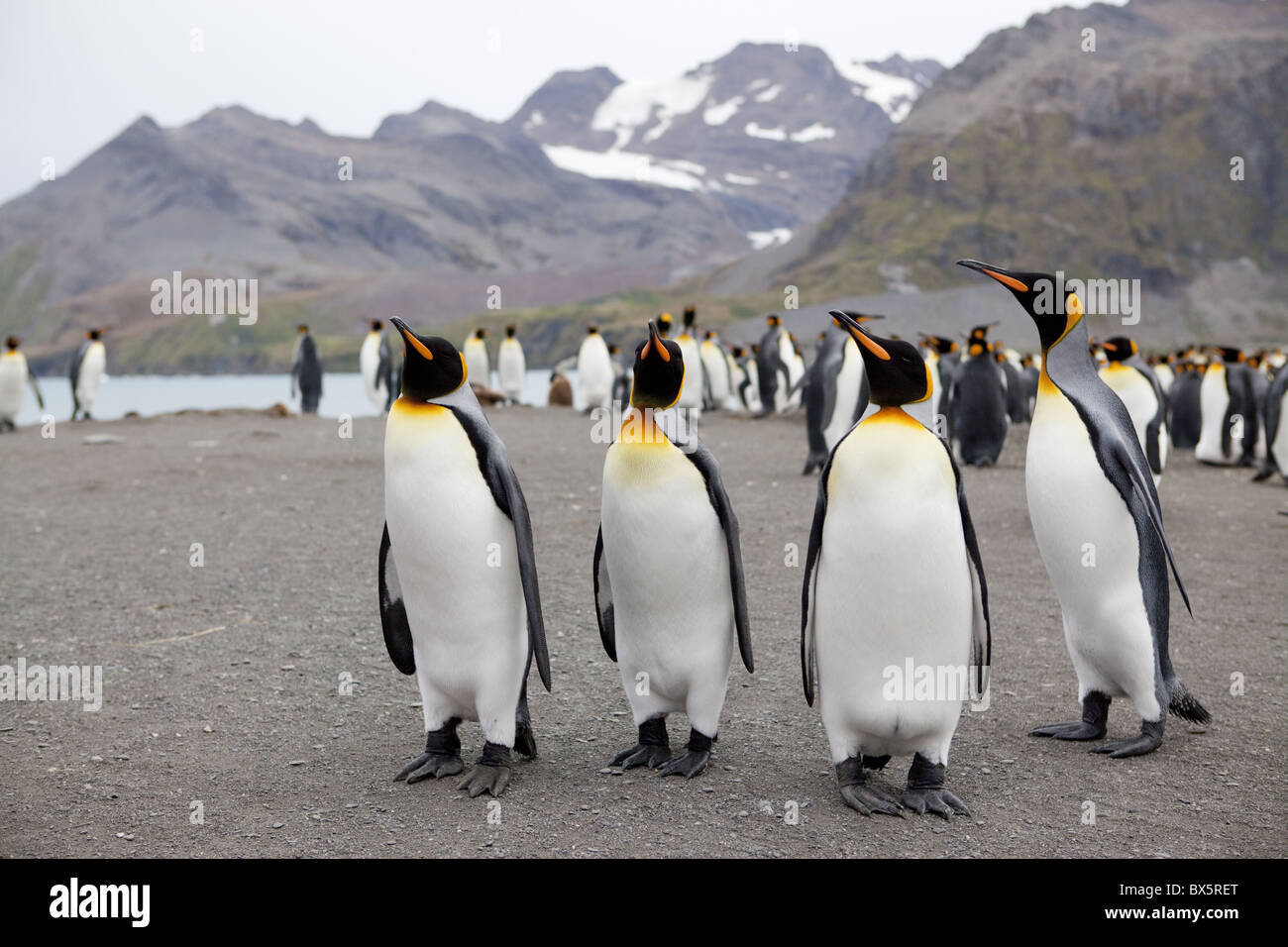 König Penguins (Aptenodytes Patagonicus), Gold Harbour, Südgeorgien, Antarktis, Polarregionen Stockfoto