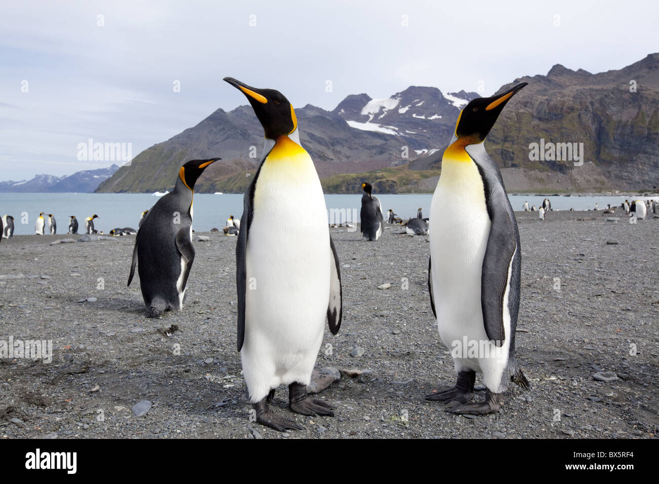 König Penguins (Aptenodytes Patagonicus), Gold Harbour, Südgeorgien, Antarktis, Polarregionen Stockfoto