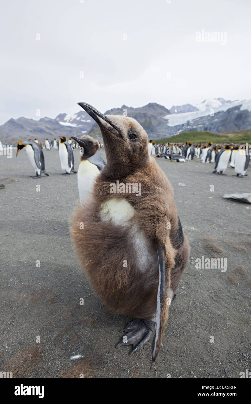 König Pinguin Küken (Aptenodytes Patagonicus), Gold Harbour, Südgeorgien, Antarktis, Polarregionen Stockfoto