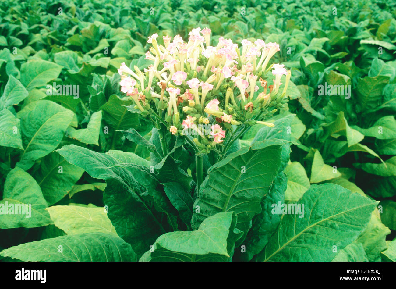››Tabak 'NC71' Pflanze blüht Stockfoto
