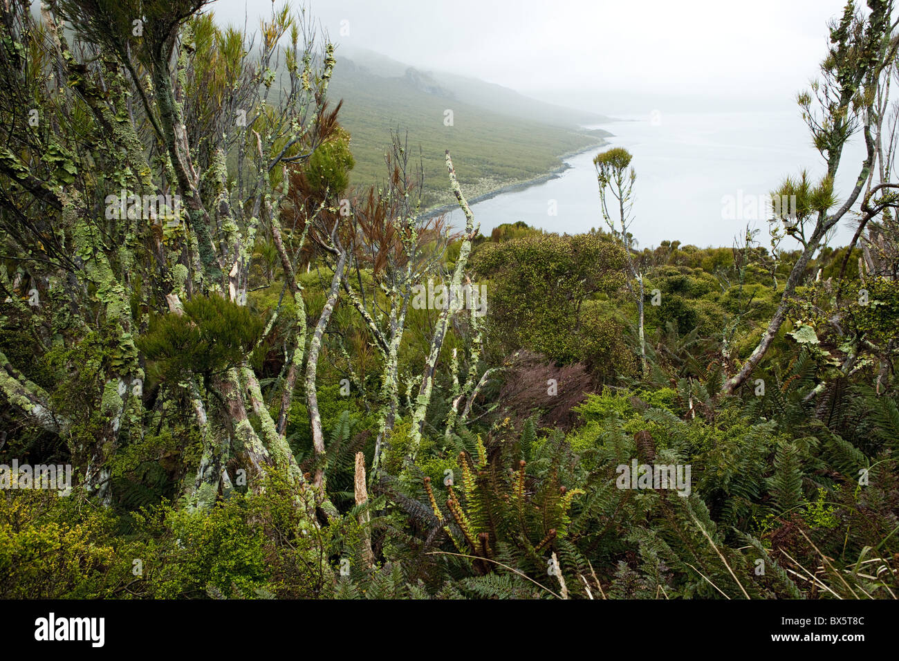 Flora auf Campbell Island, Sub-Antarktis, Polarregionen Stockfoto