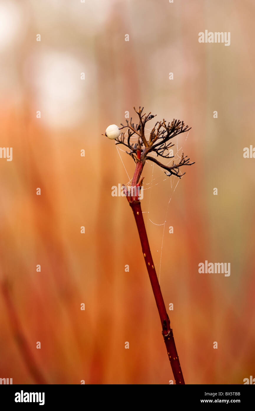 Rot stammten Hartriegel, Cornus Alba, im Herbst Stockfoto