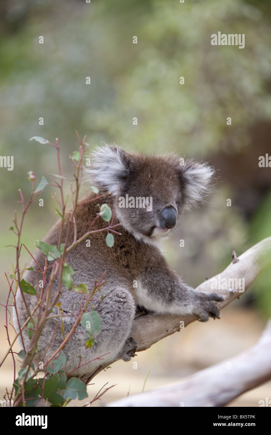 Koala (Phascolarctos Cinereus), in einem Eukalyptusbaum, Yanchep Nationalpark, Westaustralien, Australien, Pazifik Stockfoto