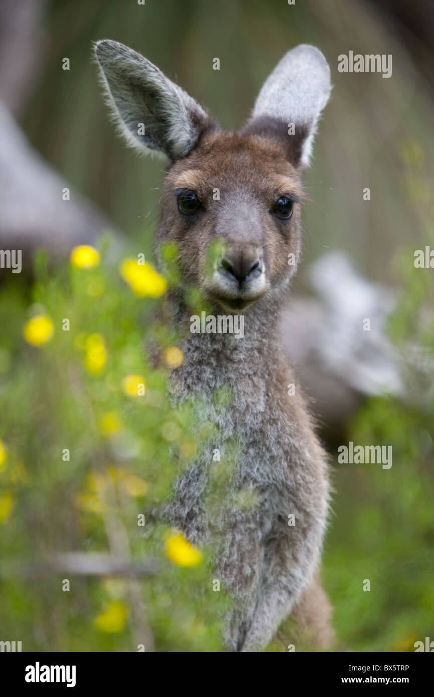 Westliche graue Känguru (Macropus Fuliginosus), Yanchep Nationalpark, Westaustralien, Australien, Pazifik Stockfoto