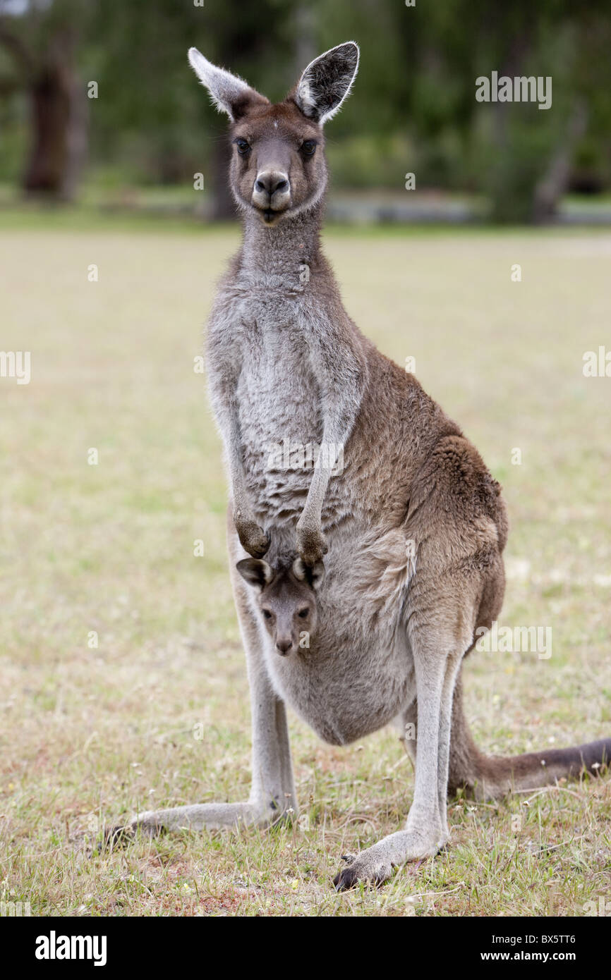 Westliche graue Känguru (Macropus Fuliginosus) mit Joey im Beutel, Yanchep Nationalpark, Westaustralien, Australien, Pazifik Stockfoto