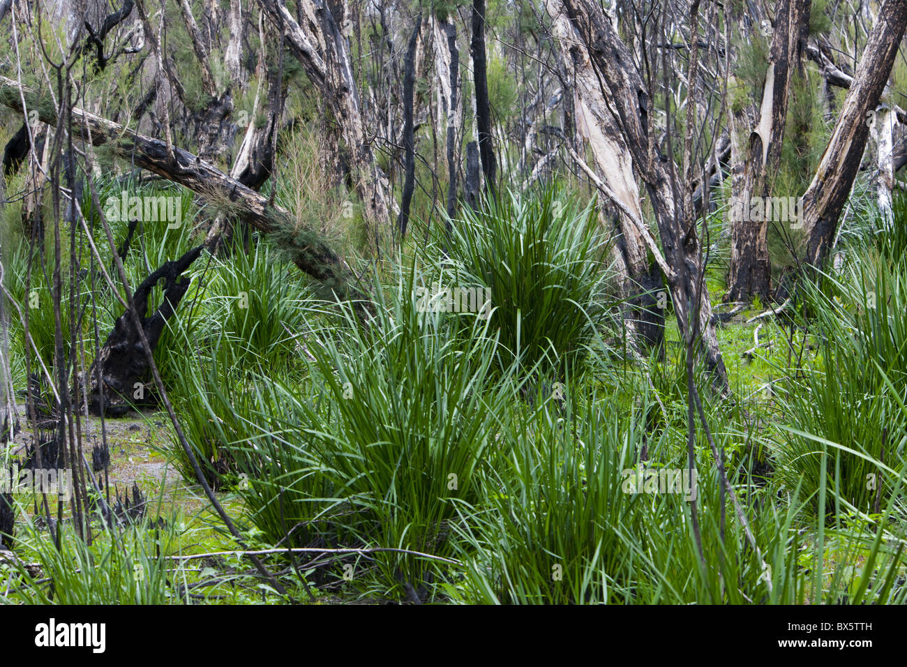 Wald nach dem Brand, Yanchep Nationalpark, Westaustralien, Australien, Pazifik Stockfoto