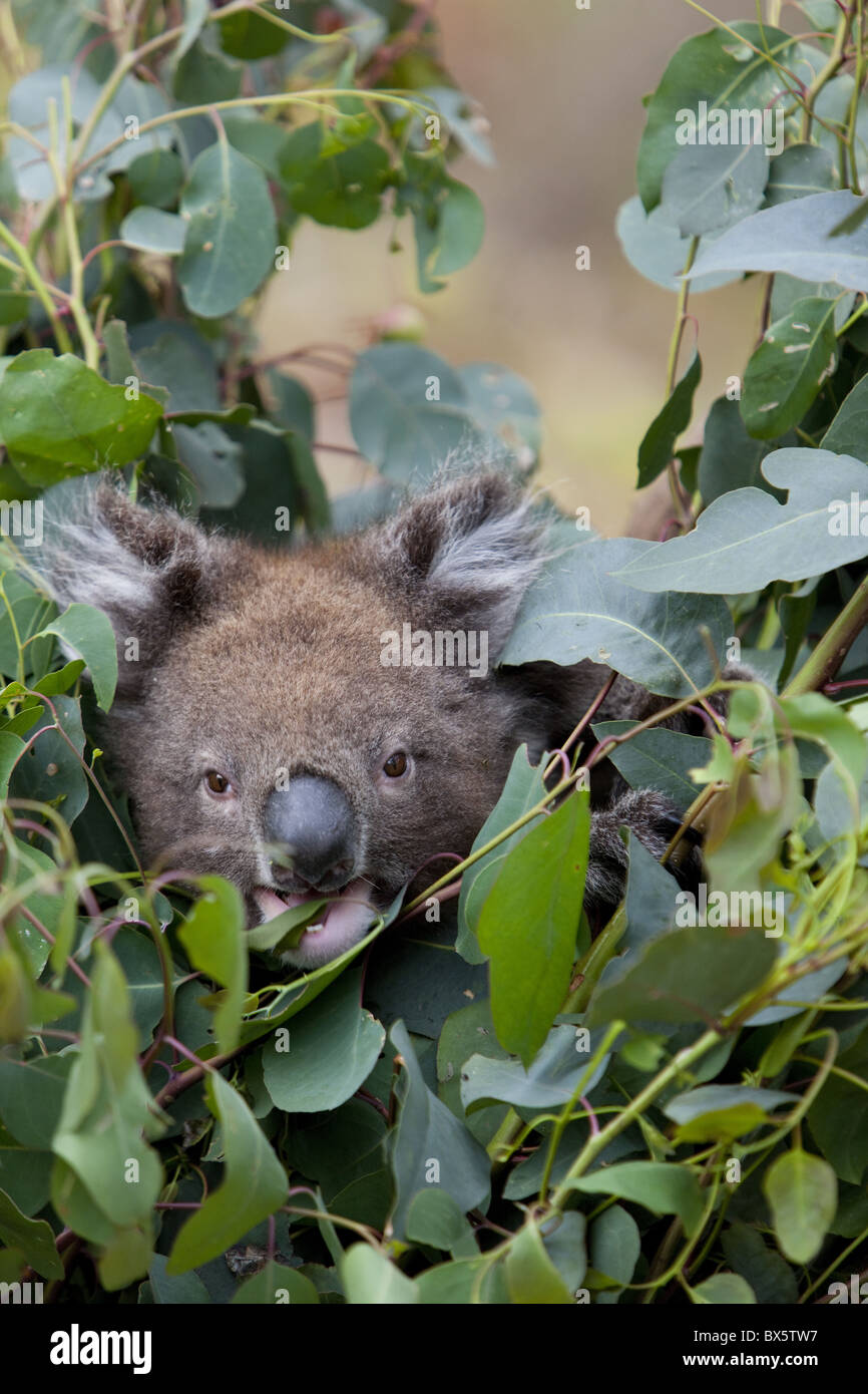 Koala (Phascolarctos Cinereus) in einem Eukalyptusbaum, Yanchep Nationalpark, Westaustralien, Australien, Pazifik Stockfoto
