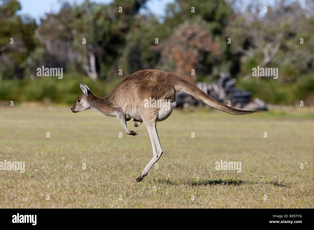 Westliche graue Känguru (Macropus Fuliginosus) mit Joey im Beutel, Yanchep Nationalpark, Westaustralien, Australien, Pazifik Stockfoto
