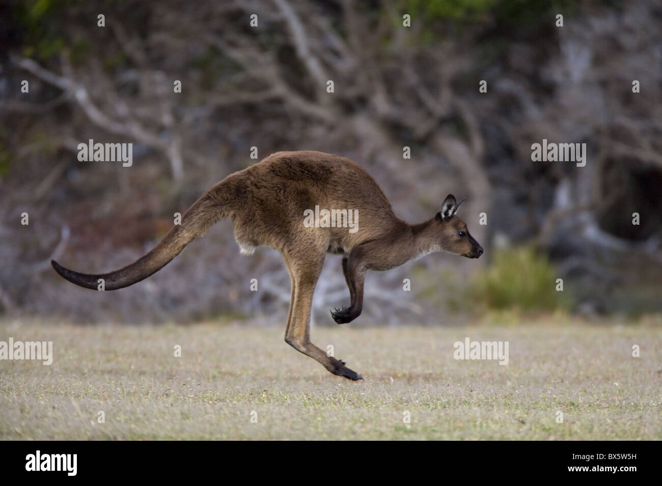 Kangaroo Island graue Känguru (Macropus Fuliginosus), Kelly Hill Conservation, Kangaroo Island, South Australia, Australien Stockfoto