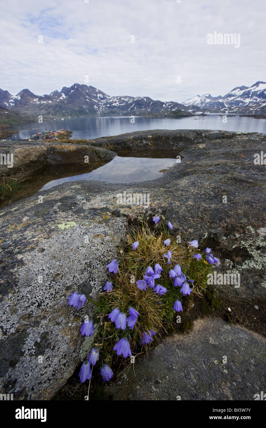 Vernal Bloom, Ammassalik, Grönland, Arktis, Polarregionen Stockfoto