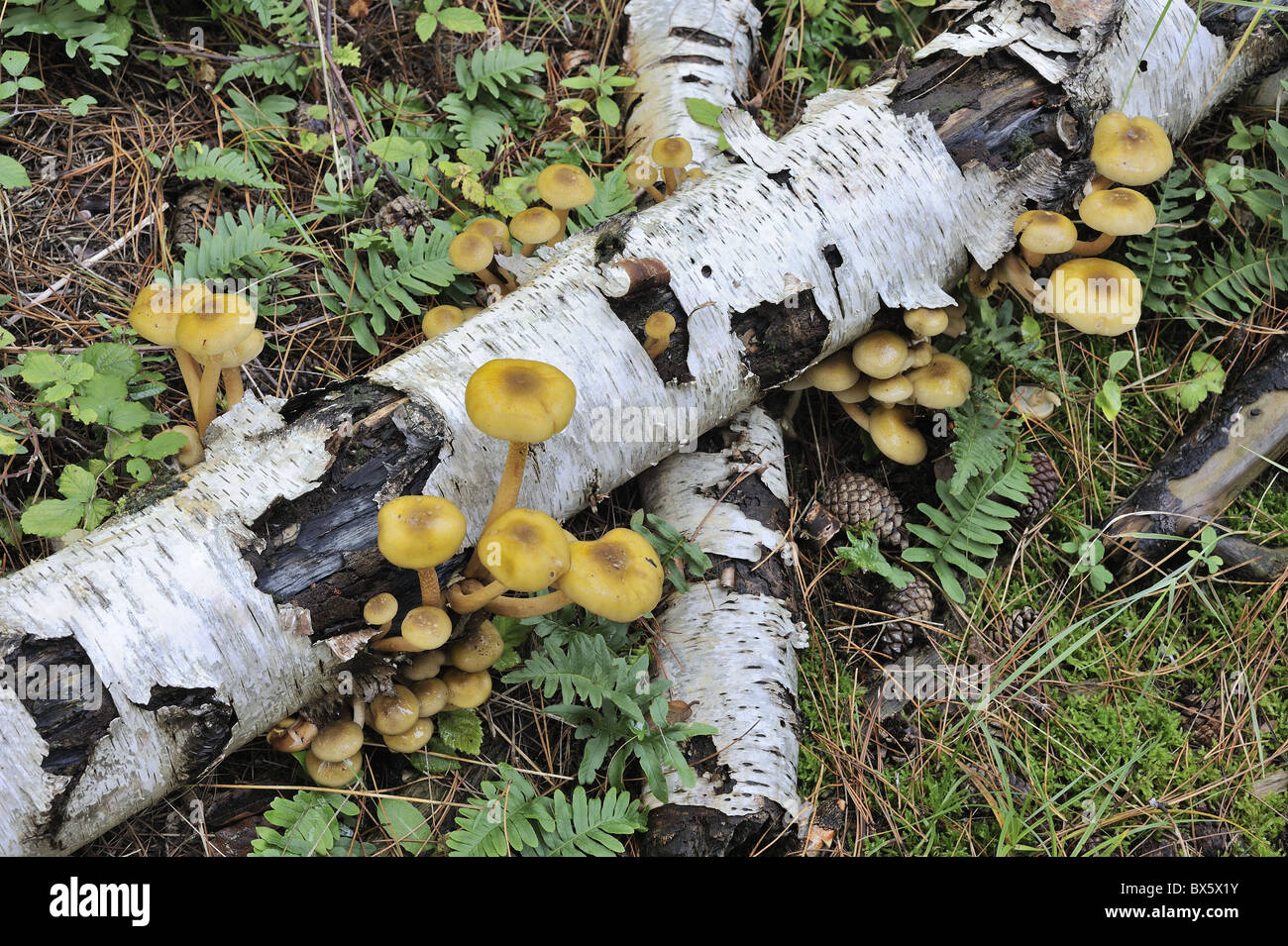 Schwefelreichen tuft Pilze wachsen auf gefallenen Birke Protokolle, Norfolk, Großbritannien, Oktober Stockfoto