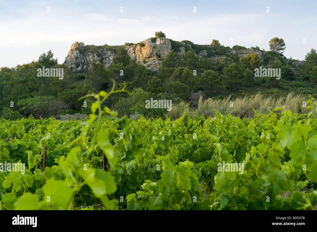 Weinberg in der Nähe von Fleury auf La Clape Kalkstein Massive im Bereich Aude Languedoc-Roussillon, Frankreich Stockfoto