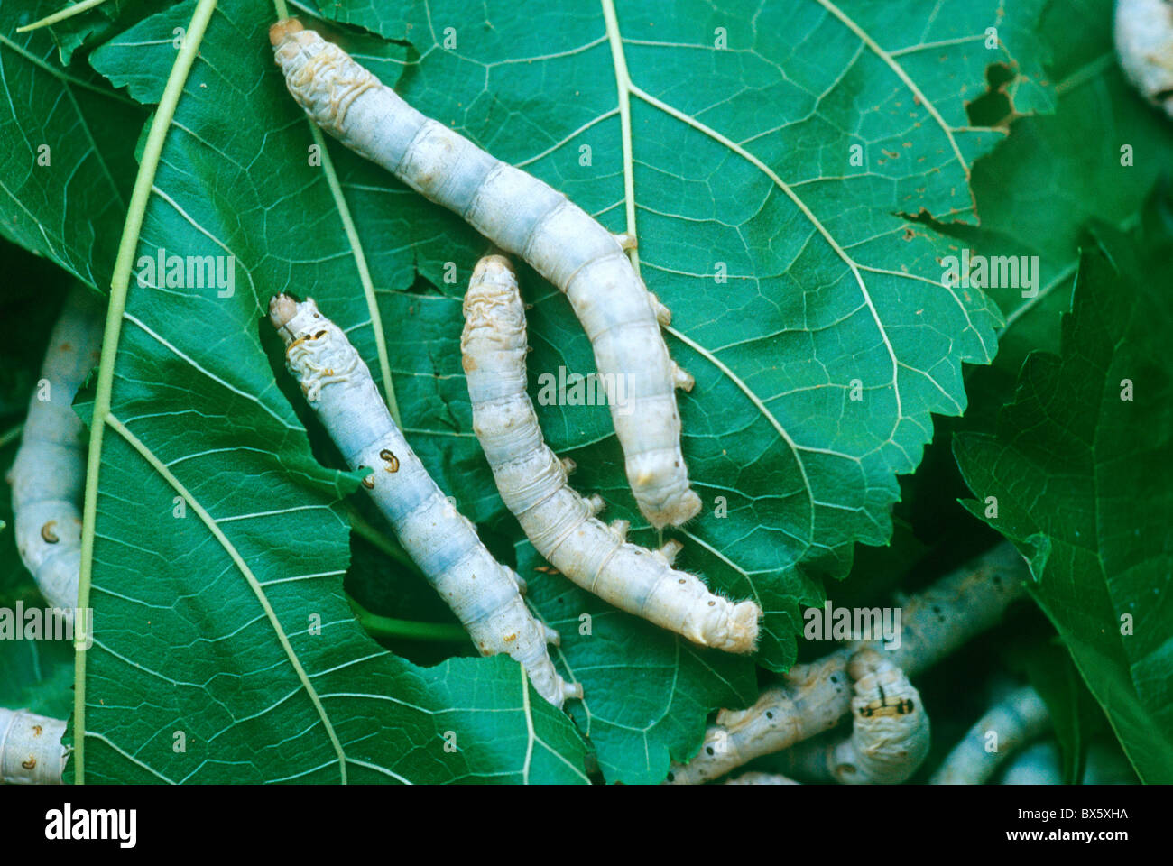 Seidenraupen, fünfte Instar Seidenraupe Larven ernähren sich von Maulbeerblätter, Stockfoto