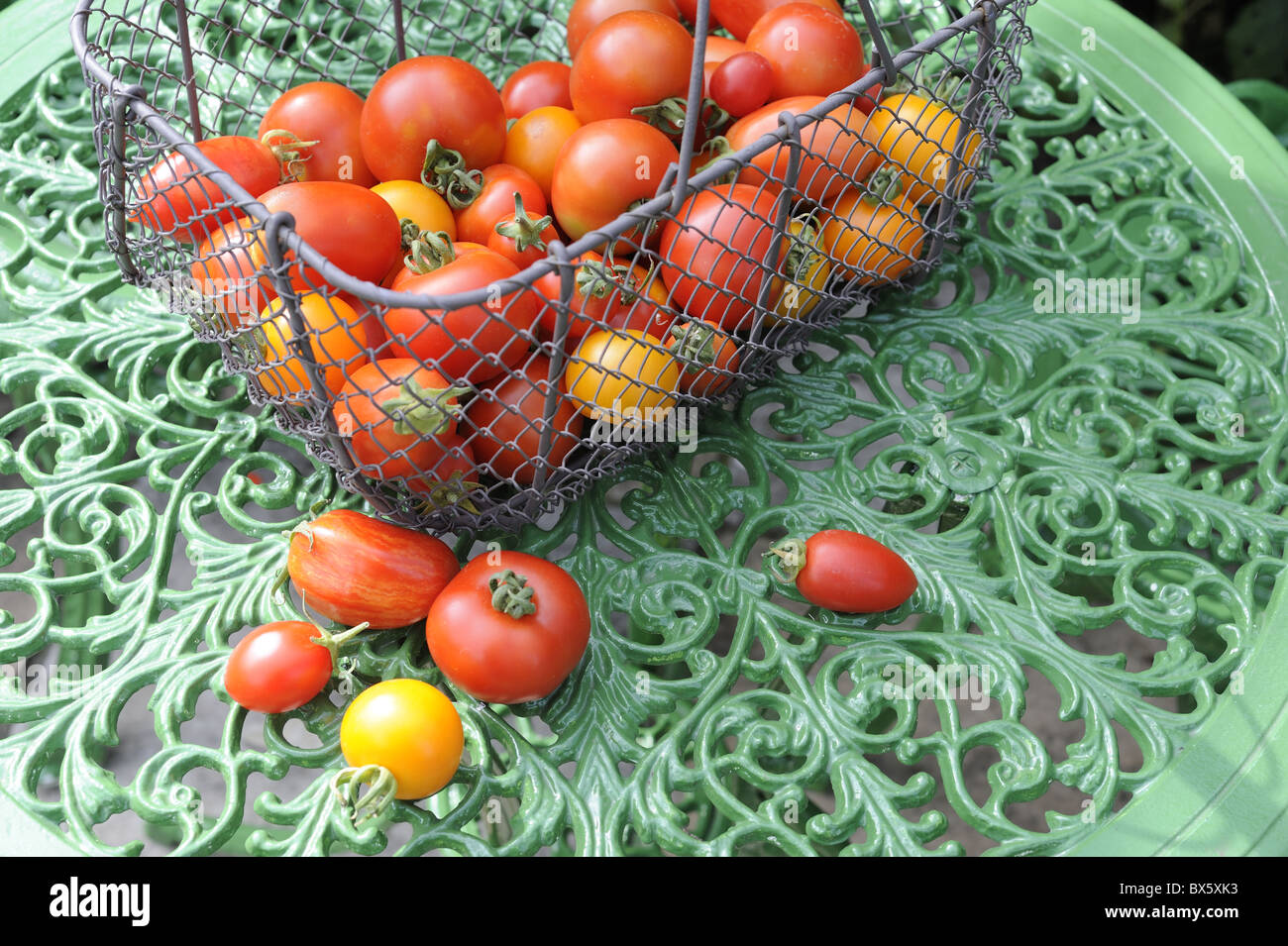 Nach Hause angebauten Tomaten, in Draht Trug auf grüne Katze Eisen Terrassentisch, Norfolk, Großbritannien, Juli Stockfoto