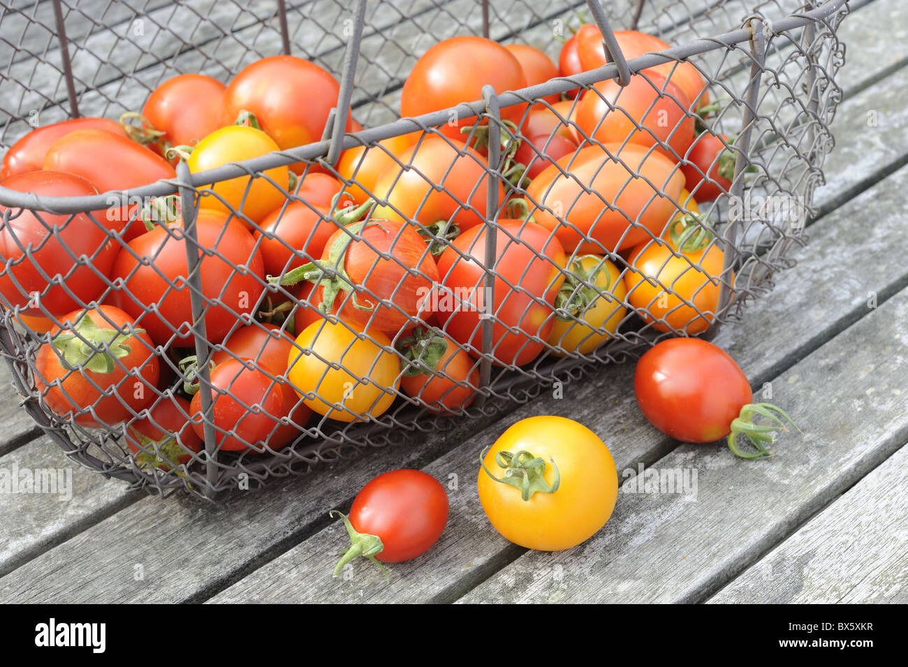 Nach Hause angebauten Tomaten, in Draht Trug auf hölzernen Terrassentisch, Norfolk, Großbritannien, Juli Stockfoto